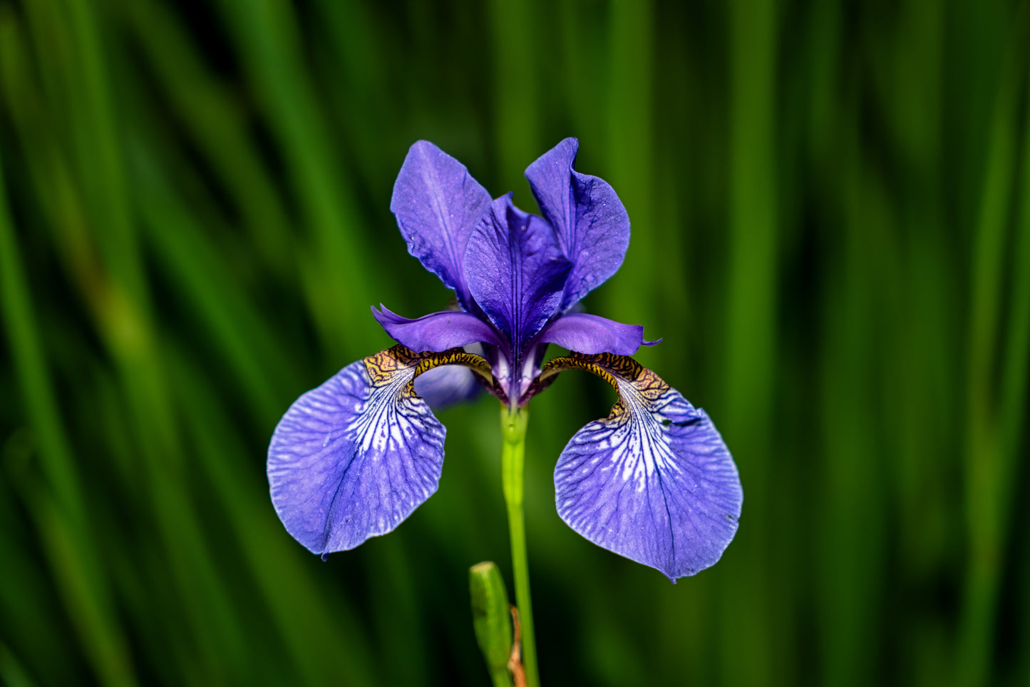 Blue Flag Iris