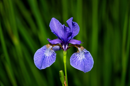 Blue Flag Iris