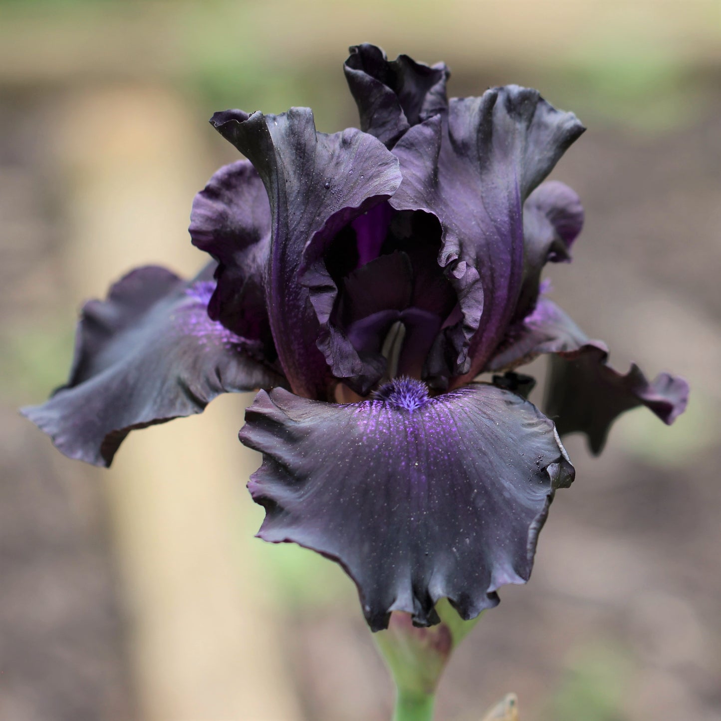 Black Night Bearded Iris