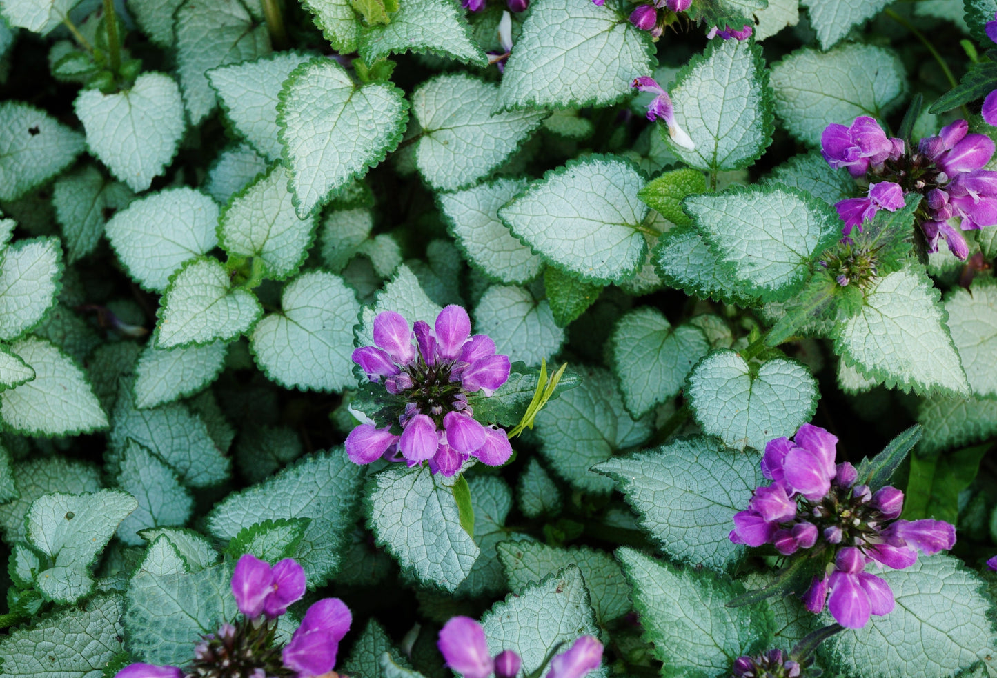 Purple Dragon Lamium