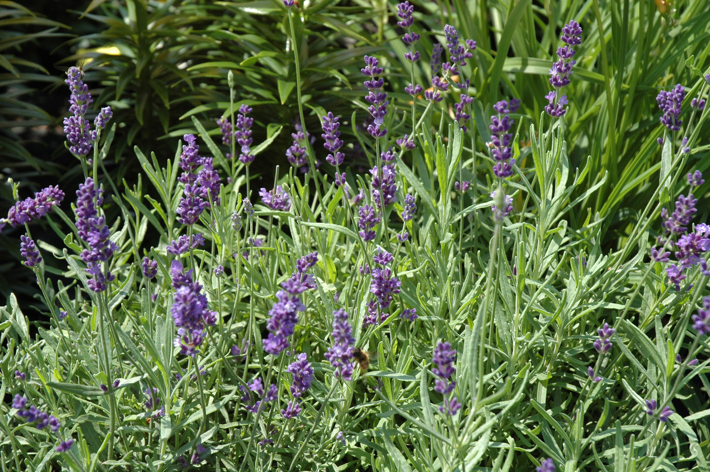 Hidcote Blue Lavender
