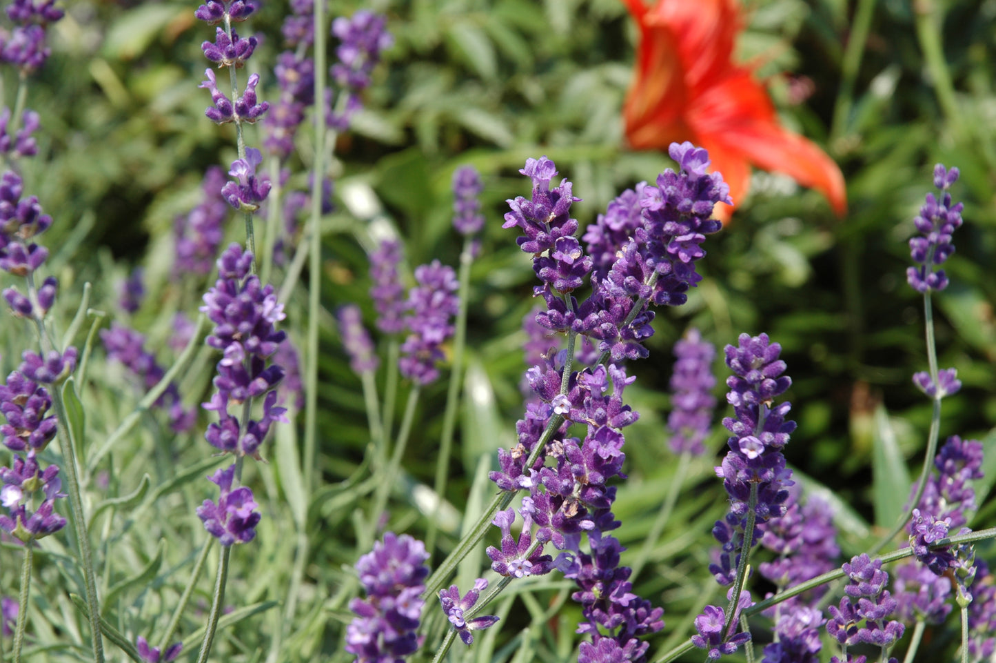 Hidcote Blue Lavender