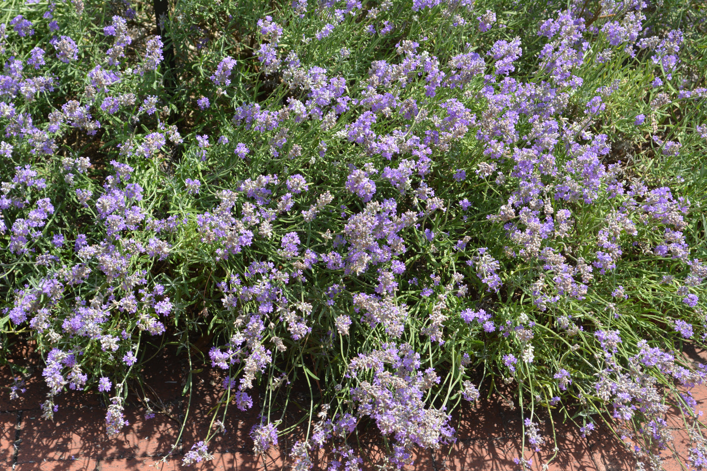 Munstead Lavender