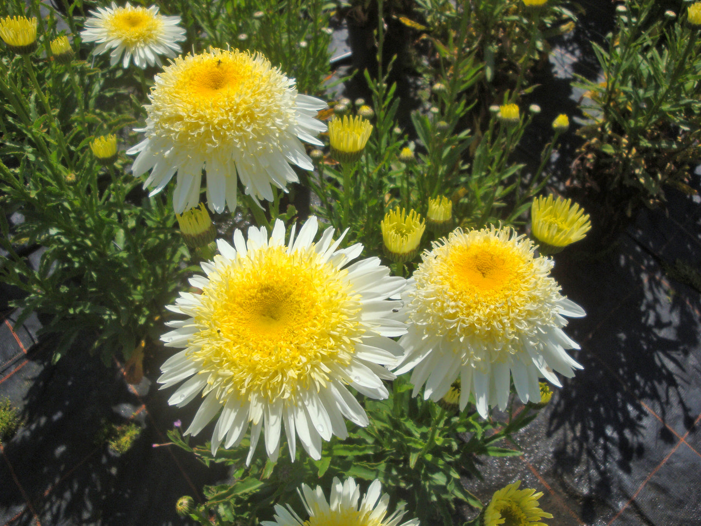 Real Glory Shasta Daisy