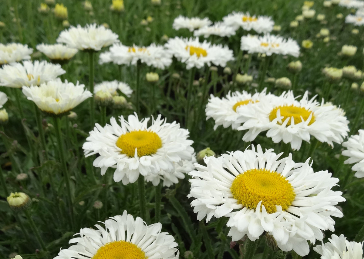 Real Neat Improved Shasta Daisy