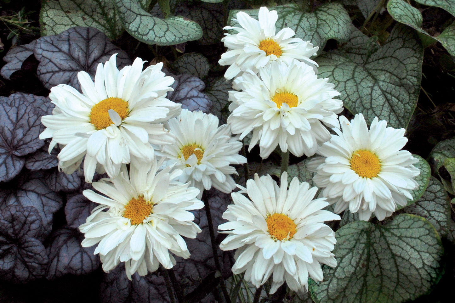Victorian Secret Shasta Daisy