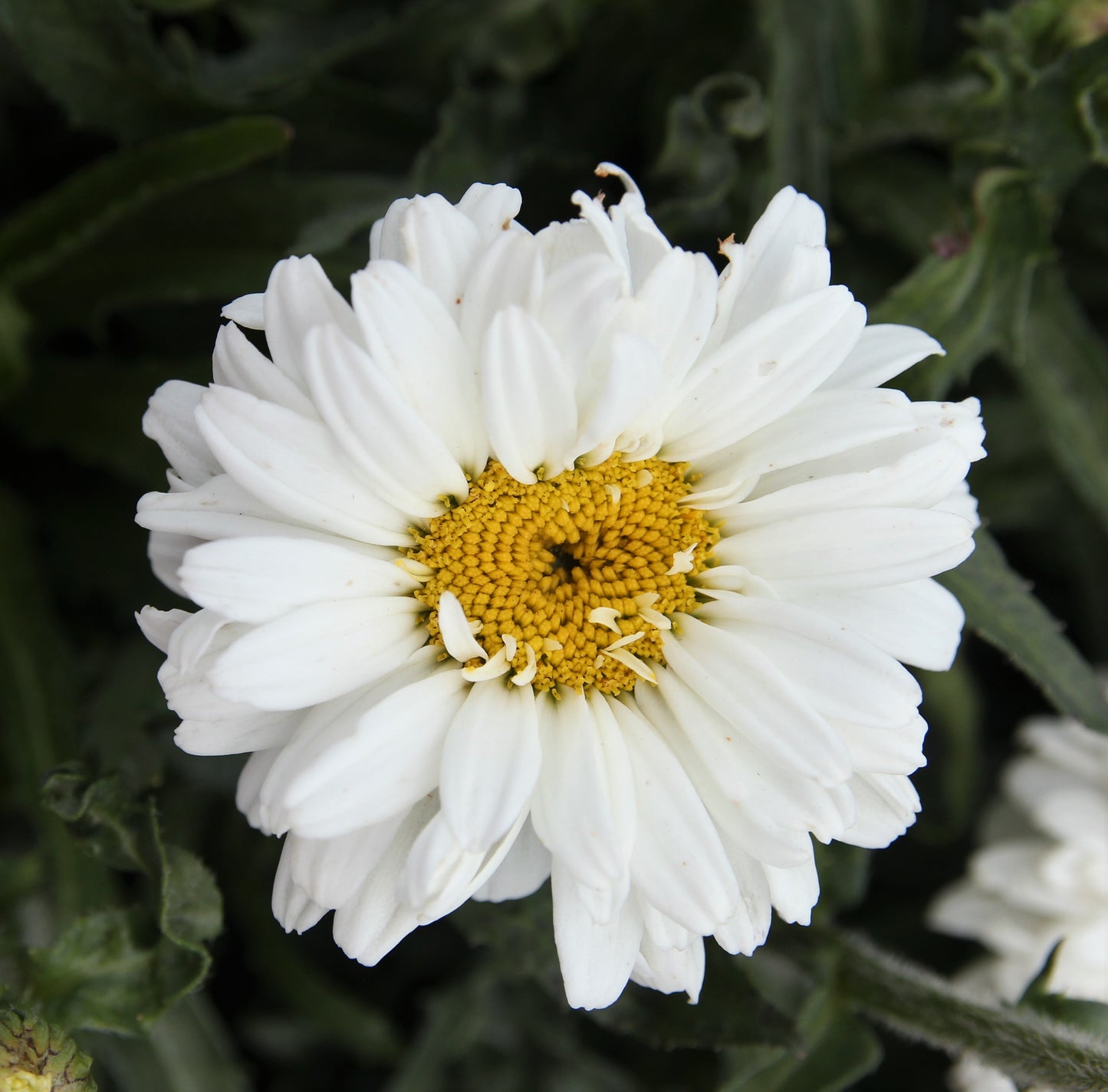 Victorian Secret Shasta Daisy