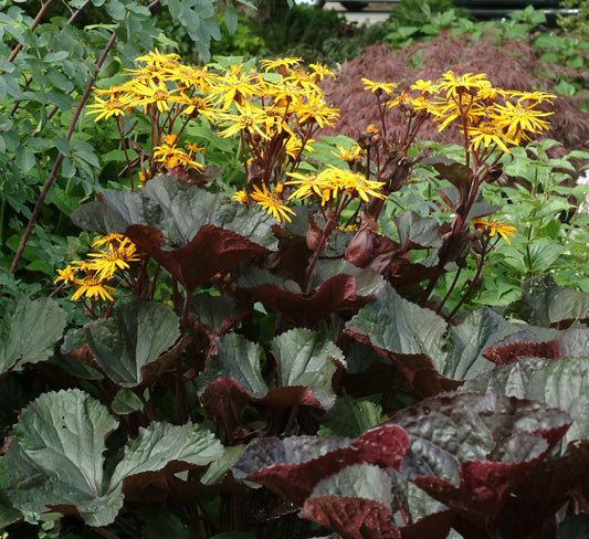 Britt Marie Crawford Ligularia