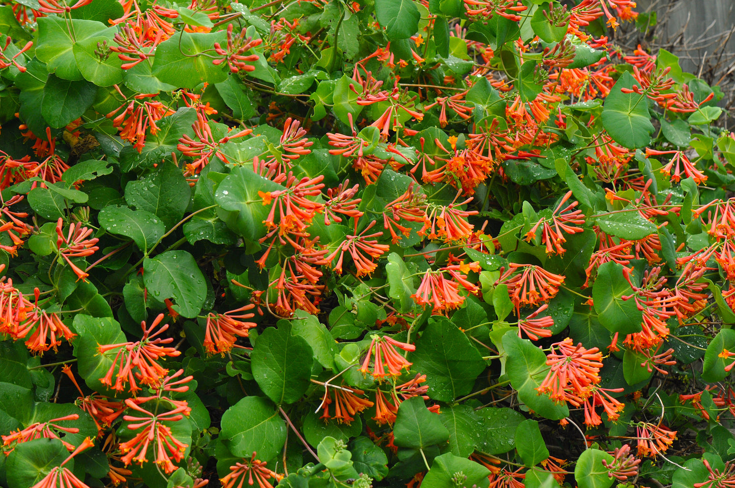 Lonicera Brownii Scarlet