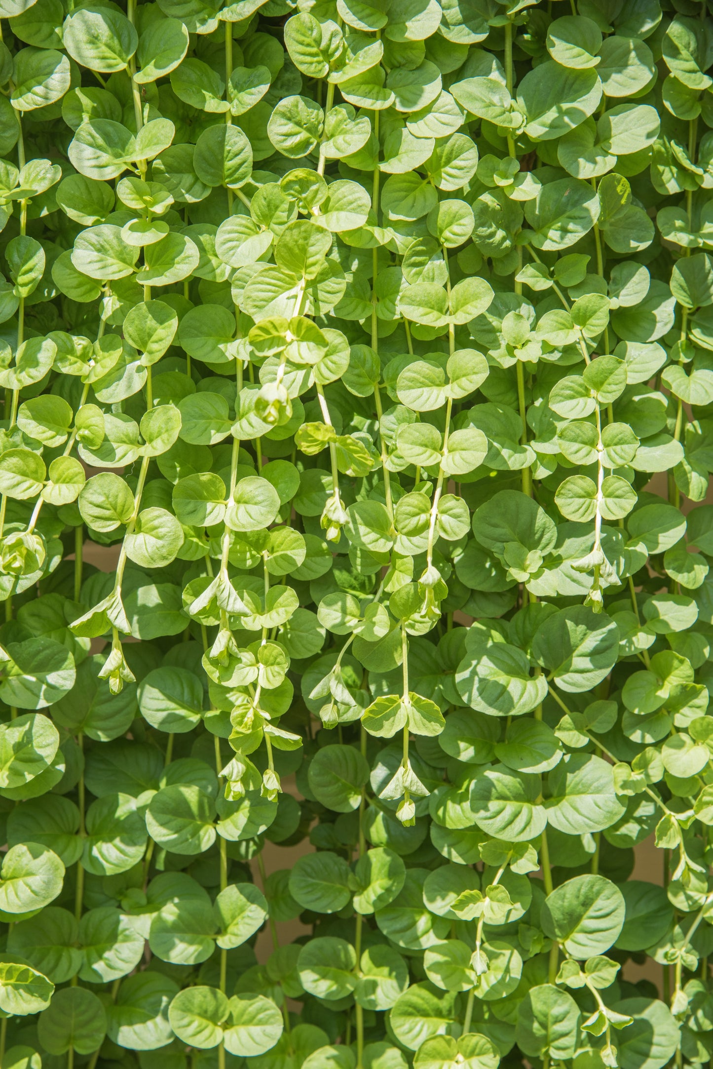 Lysimachia Creeping Jenny