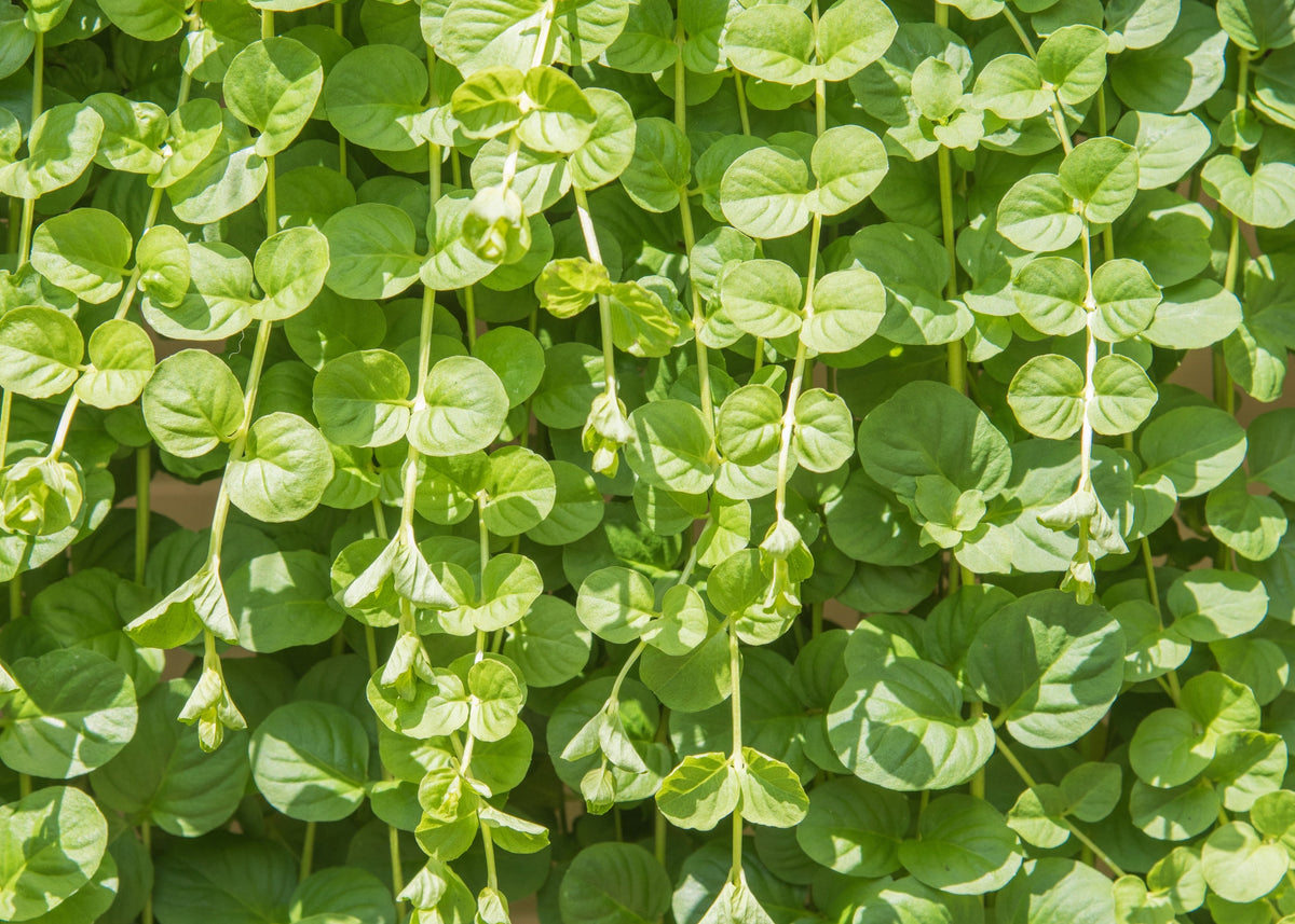 Lysimachia Creeping Jenny