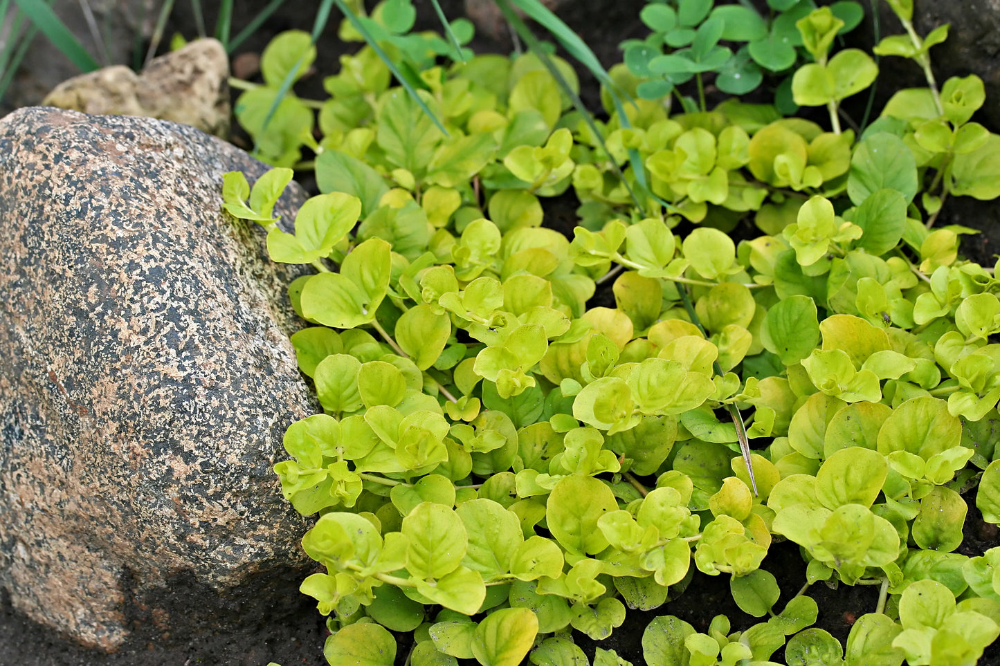 Golden Creeping Jenny