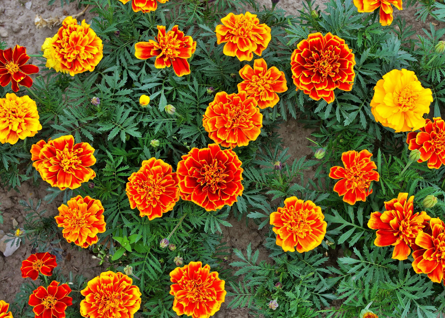 French Dwarf Mix Marigold