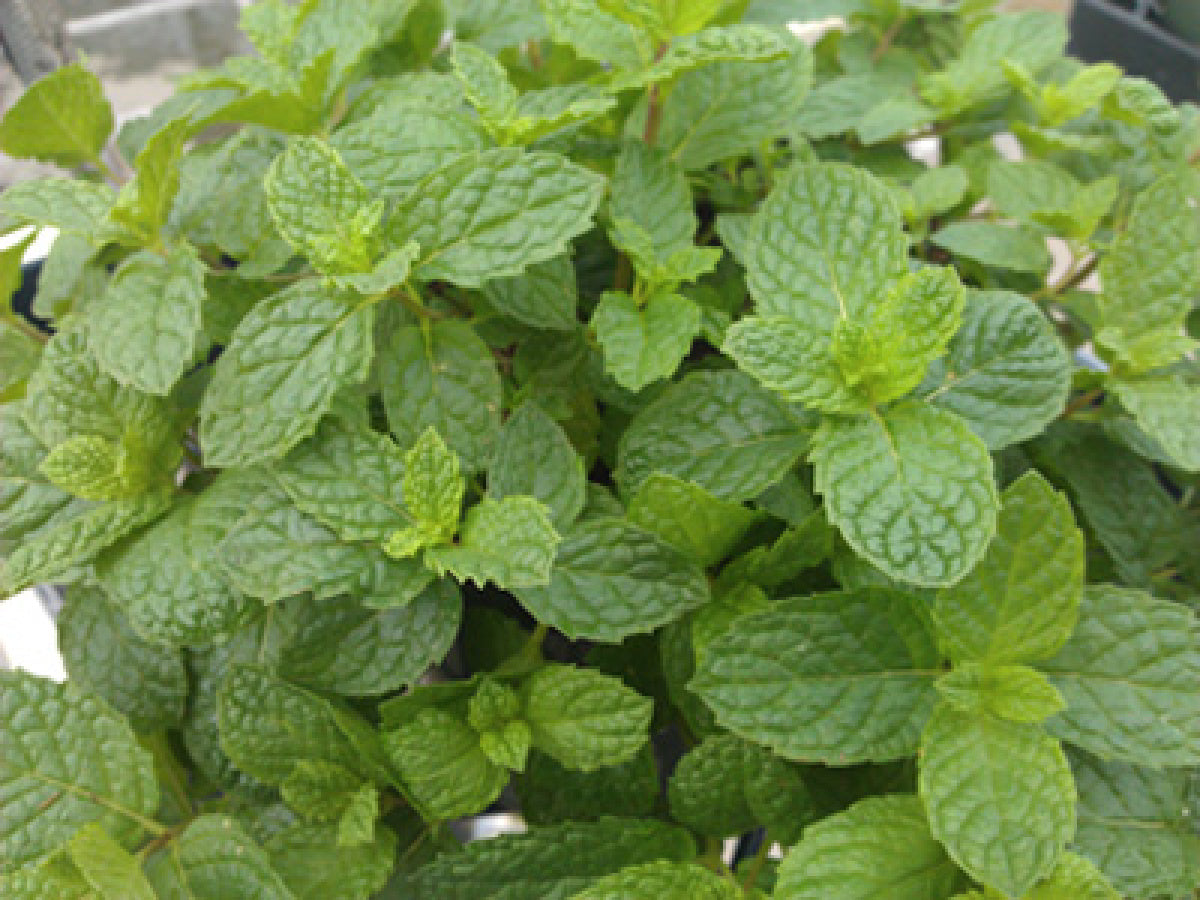 Mojito Mint