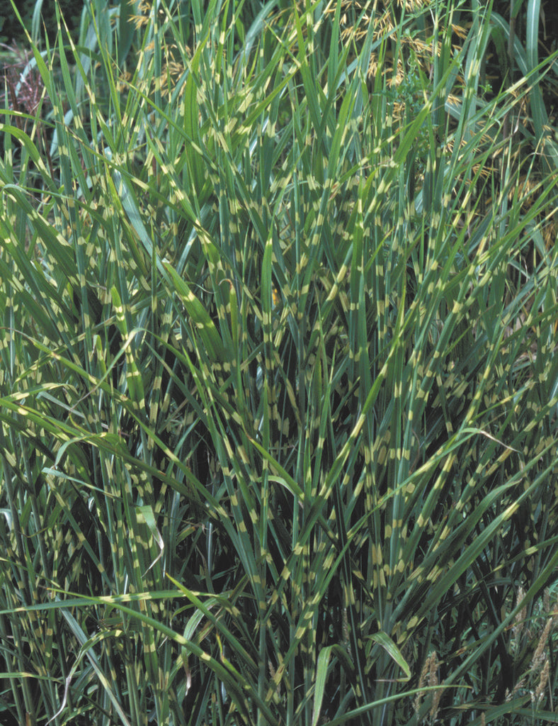 Little Zebra Miscanthus