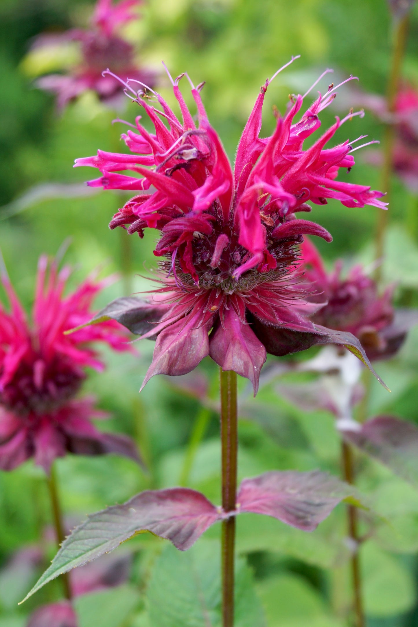 Raspberry Wine Bee Balm