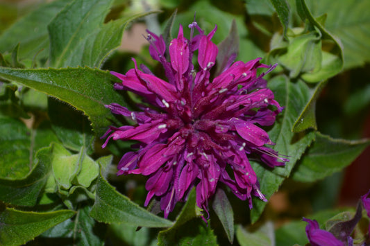 Balmy Purple Bee Balm