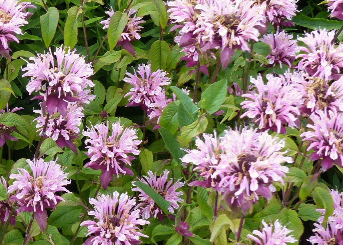 Bee Balm