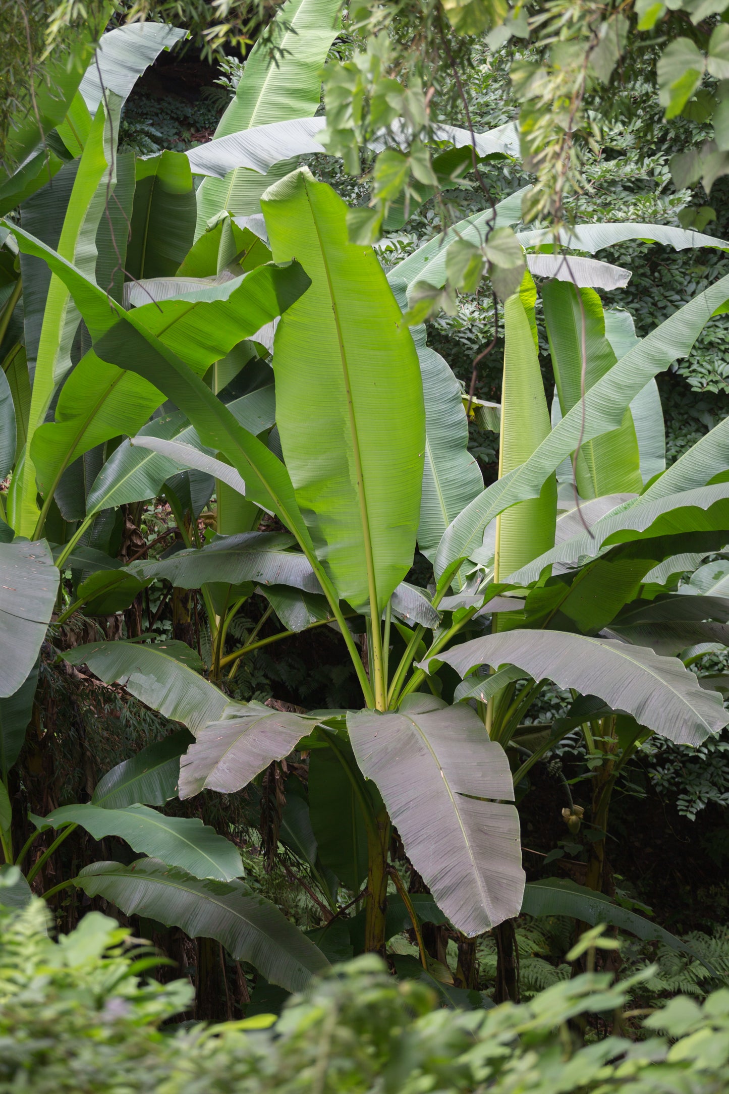 Japanese Banana