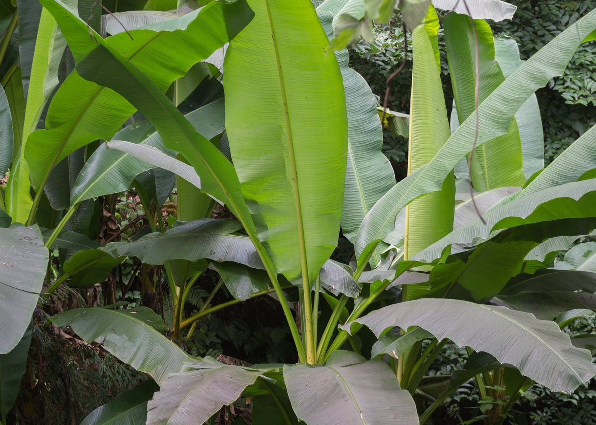 Japanese Banana