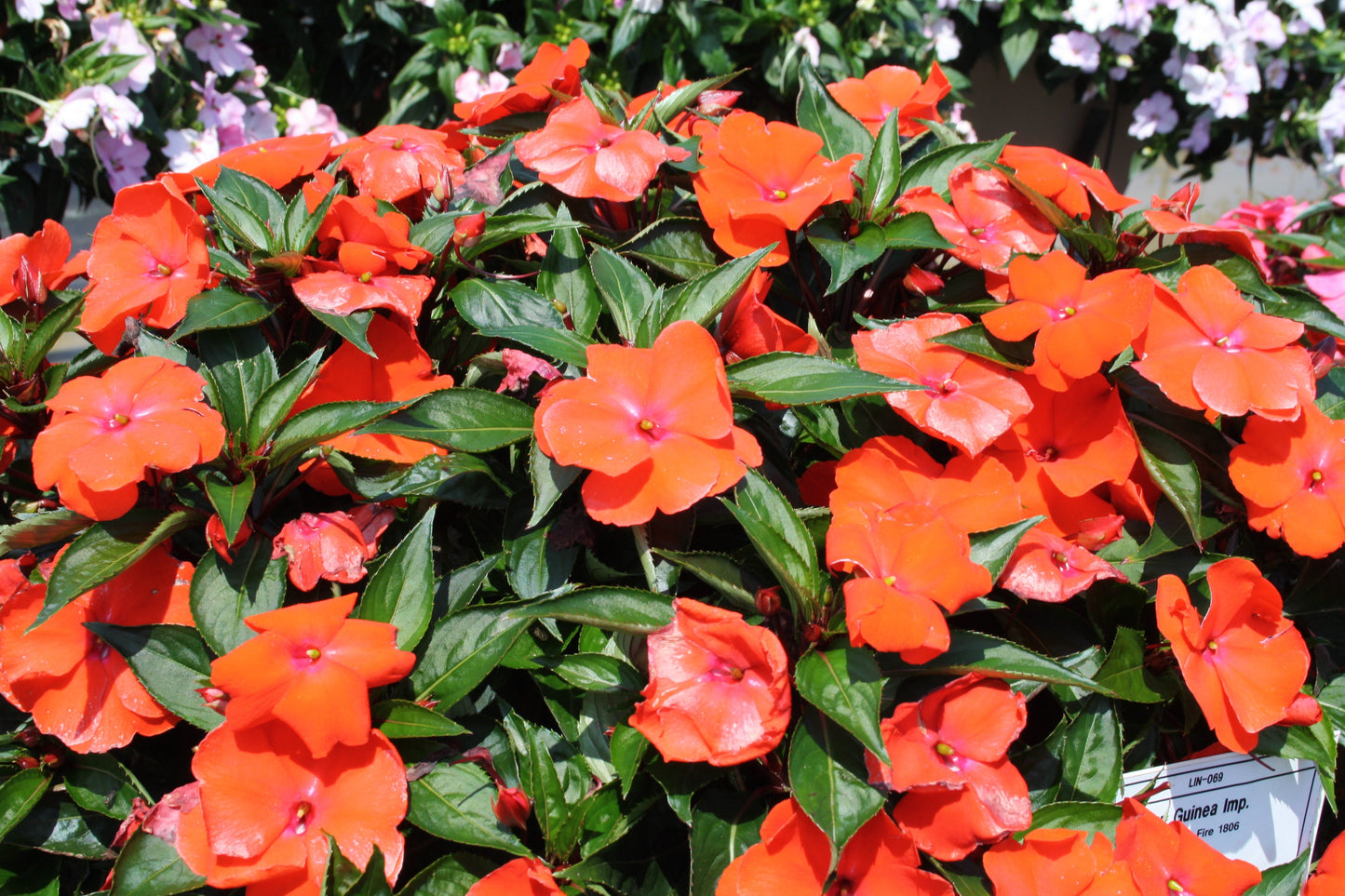 Magnum Fire New Guinea Impatiens