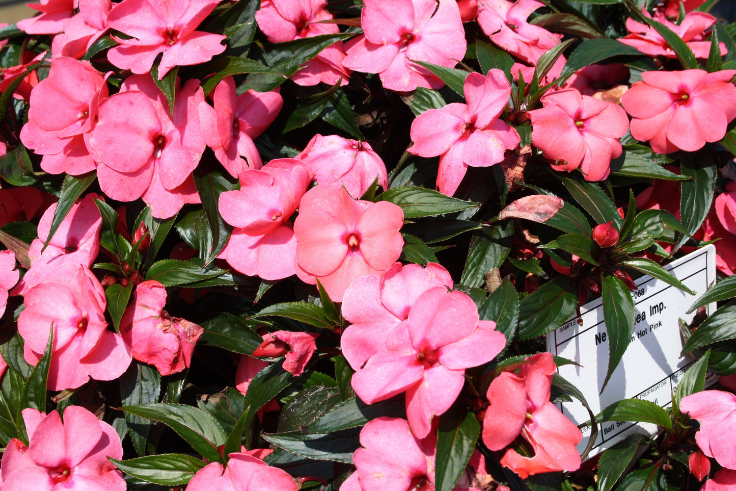 New Guinea Impatiens Magnum