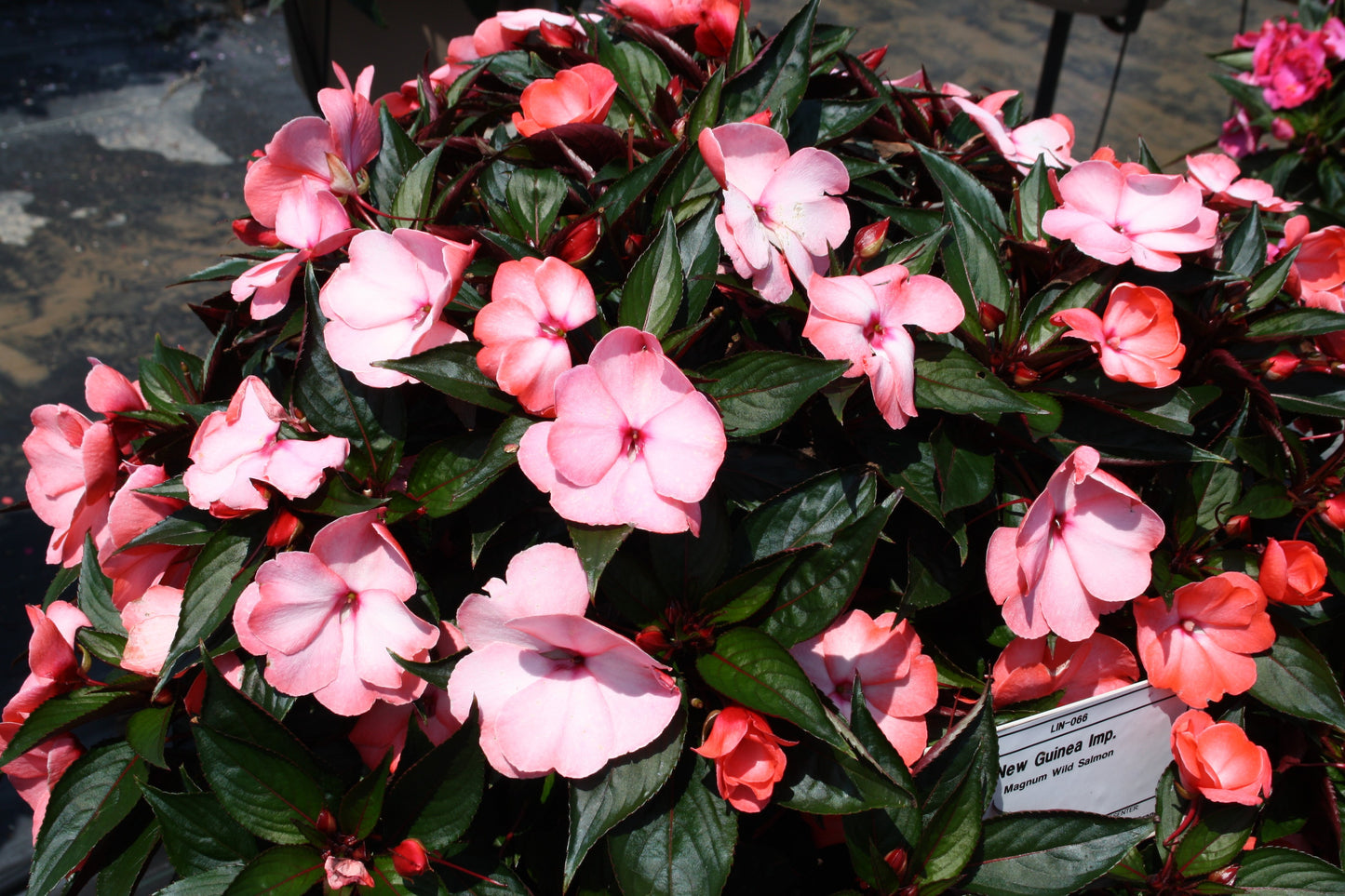 Magnum Wild Salmon New Guinea Impatiens