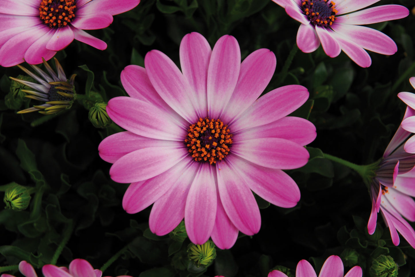 Light Pink Oestospermum