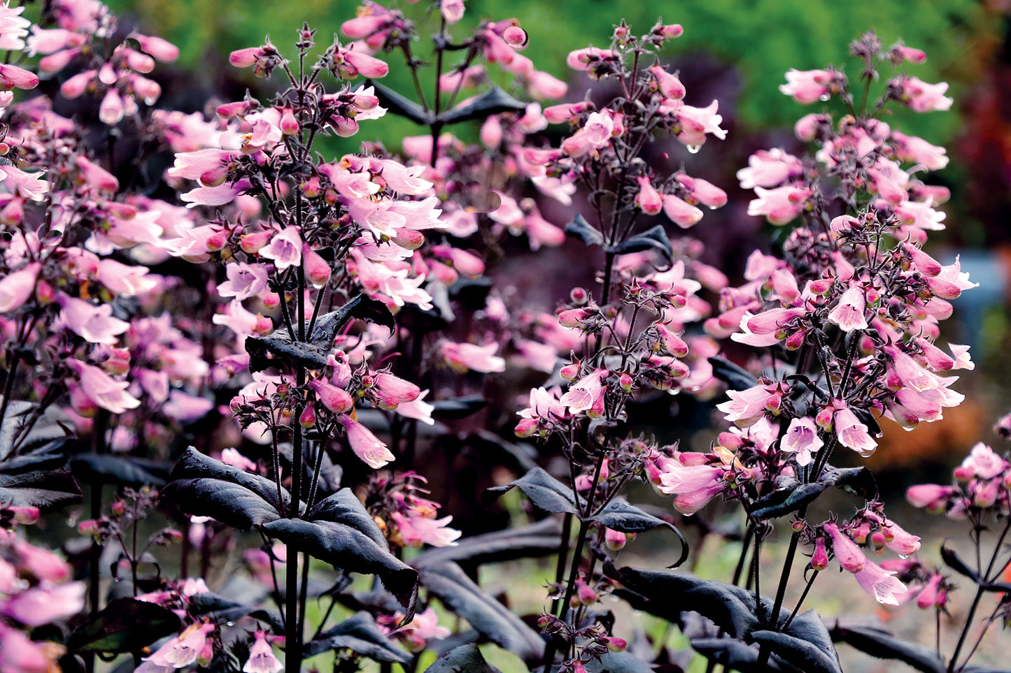 Dakota Burgundy Beardtongue