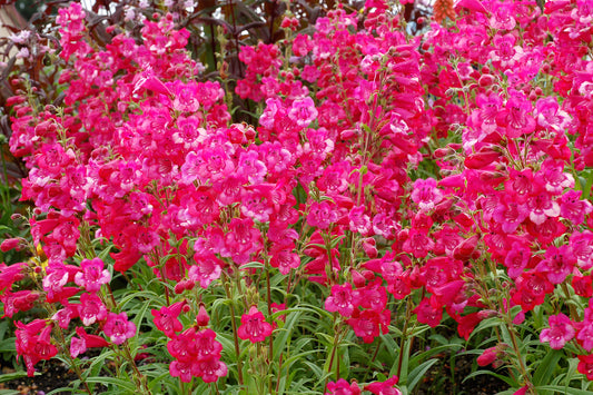 Hot Pink Penstemon