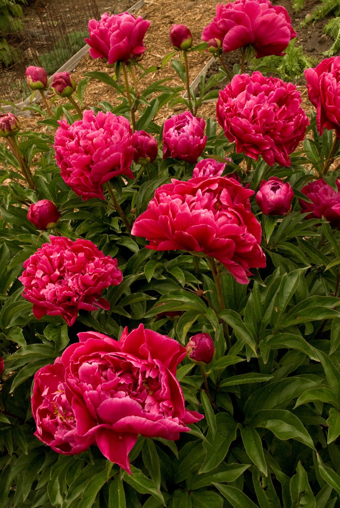 Karl Rosenfeld Peony
