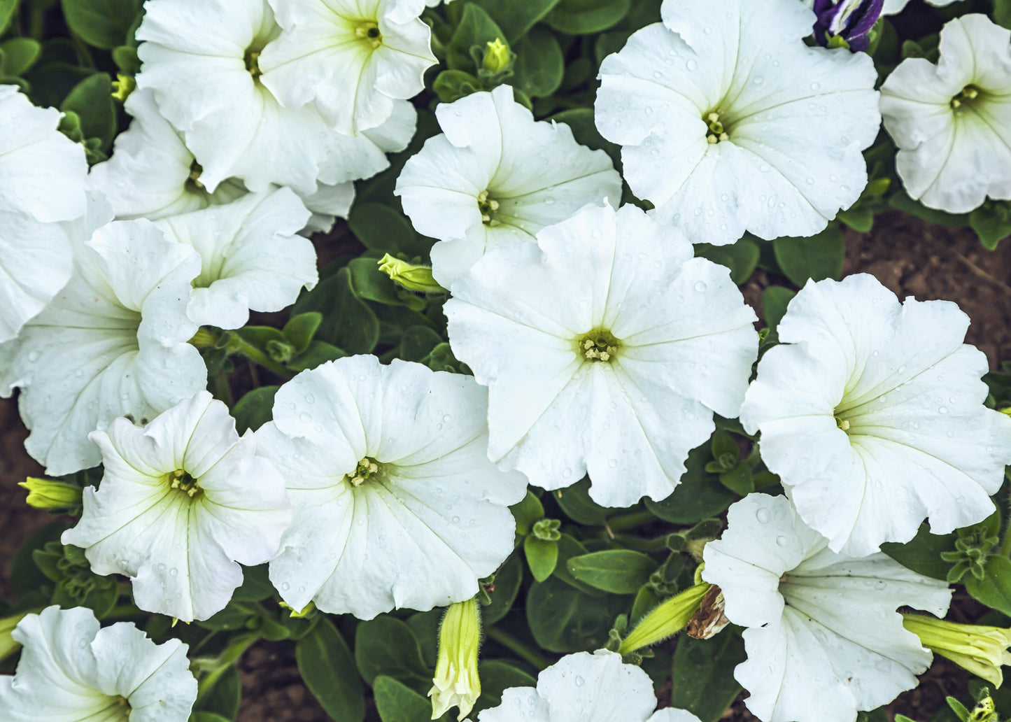 White Storm Petunia