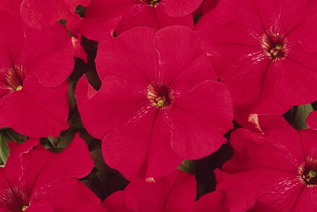 Red Dreams Petunia