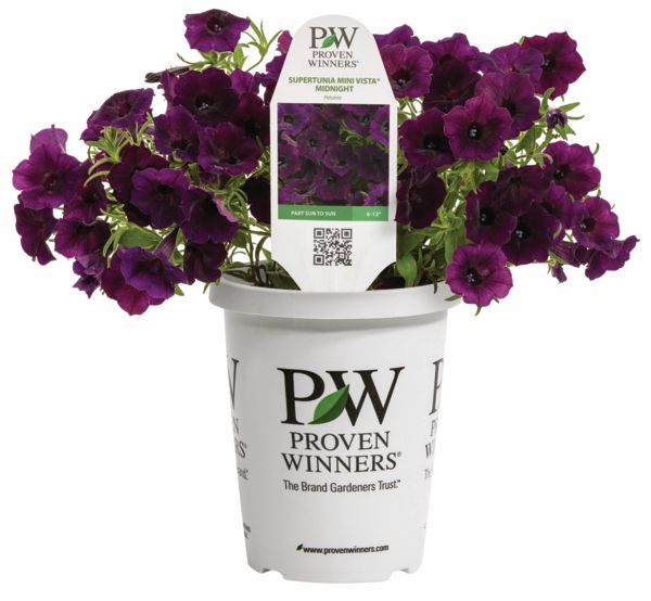 Mini Vista Midnight Supertunia