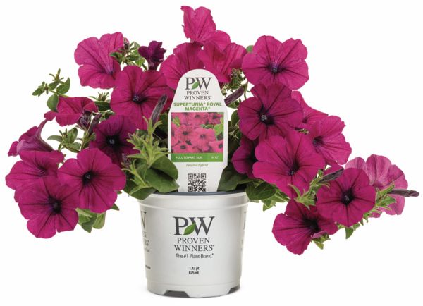 Royal Magenta Supertunia