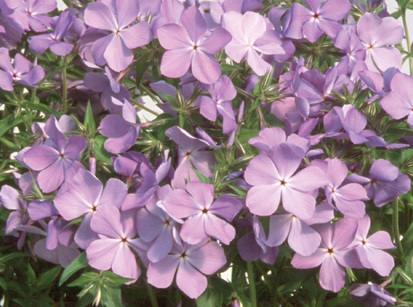 Blue Moon Wild Blue Phlox