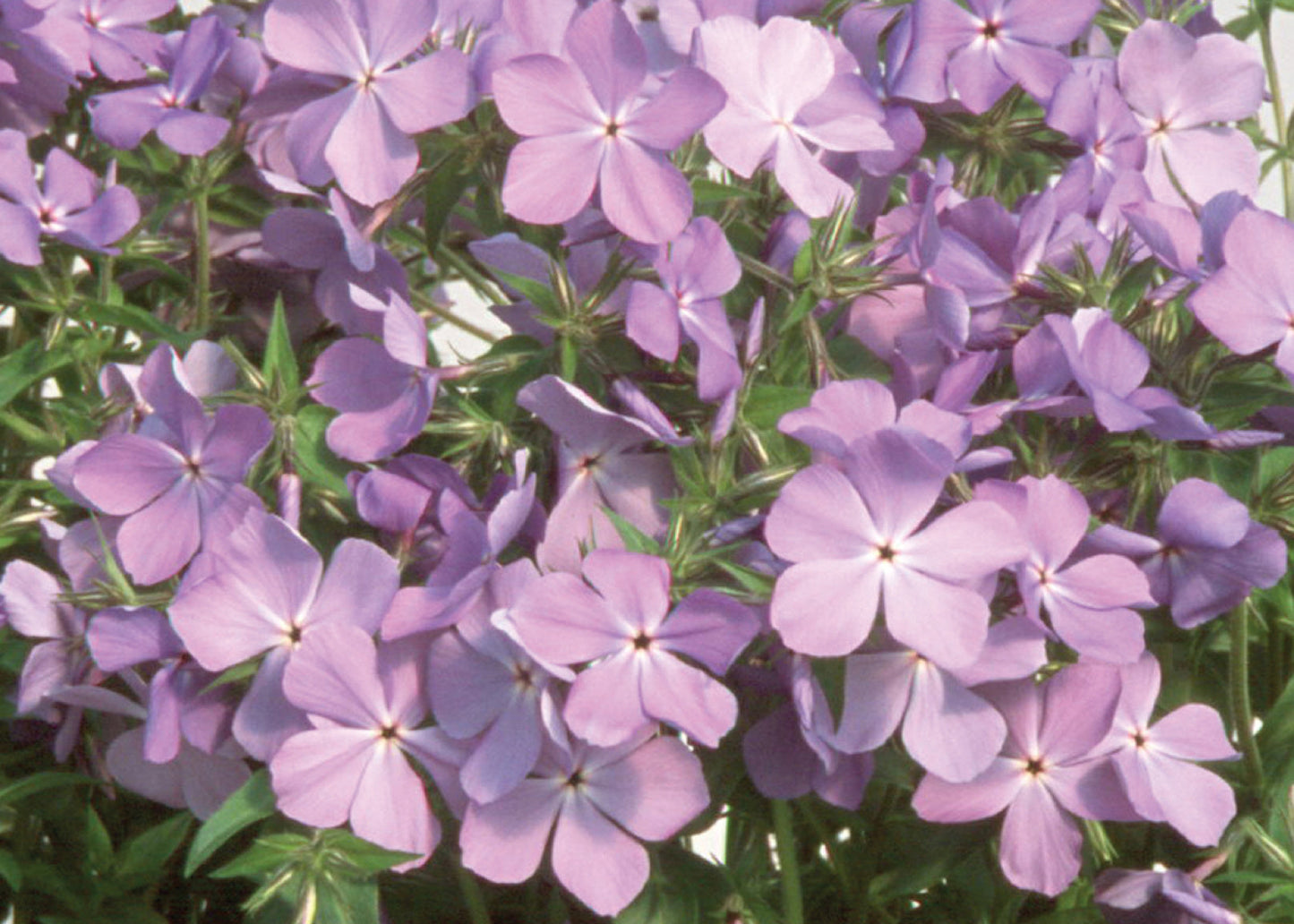 Blue Moon Wild Blue Phlox