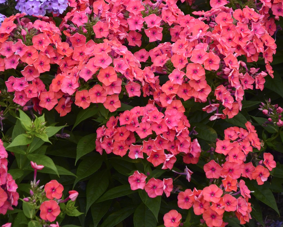 Flame Coral Garden Phlox
