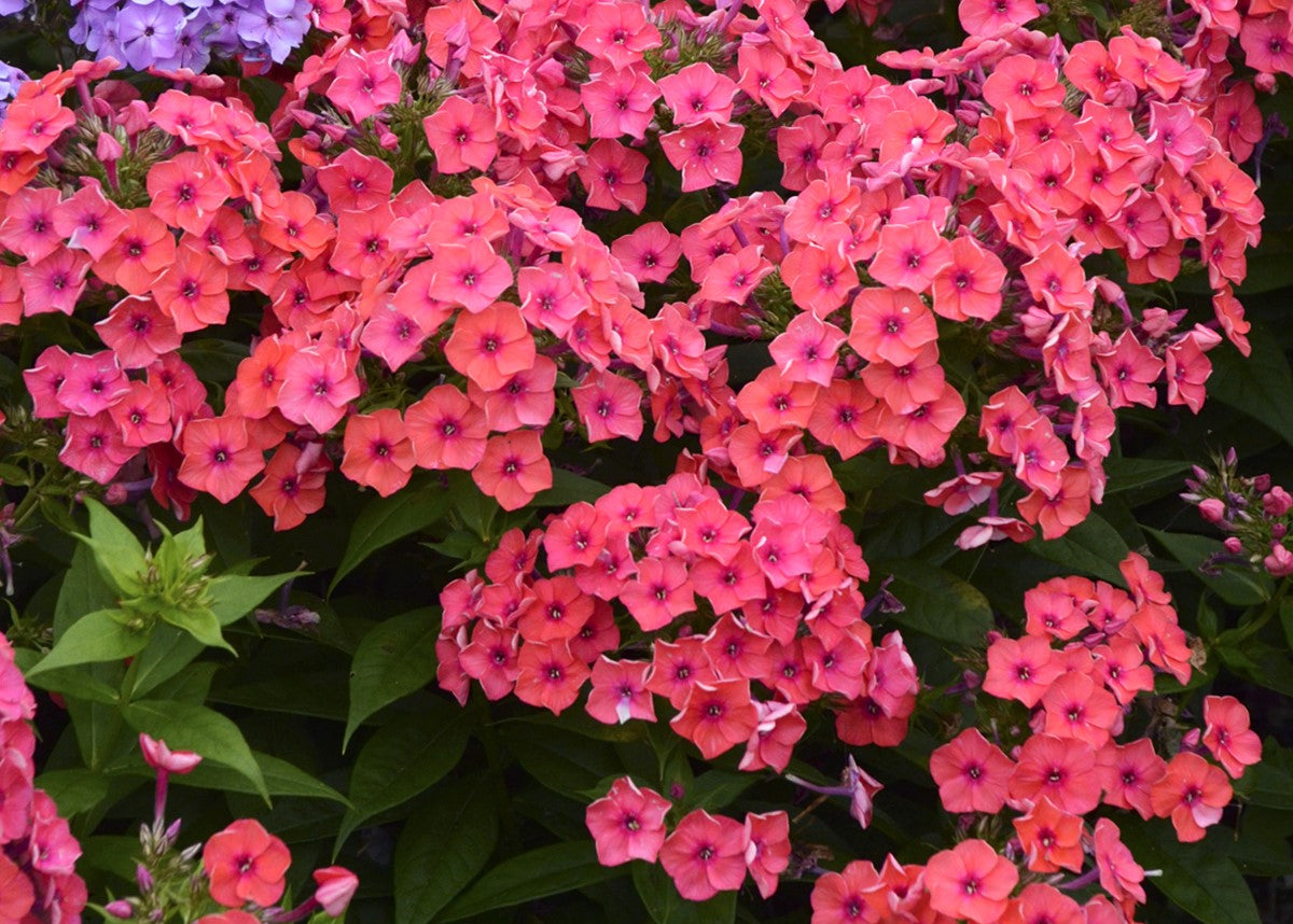 Flame Coral Garden Phlox
