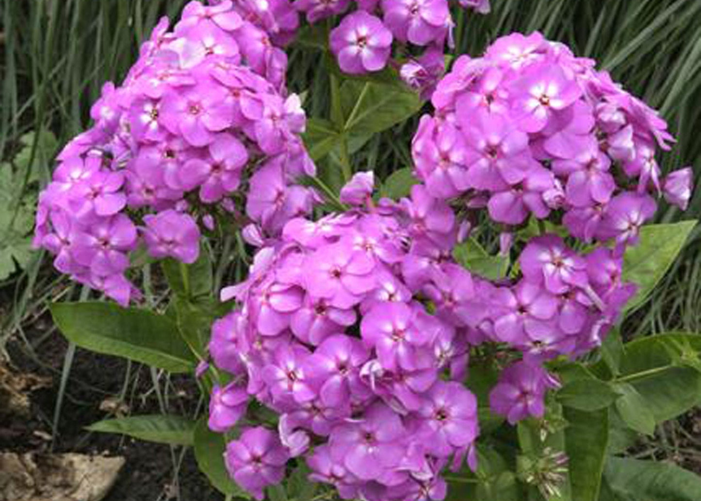 Flame Lilac Phlox