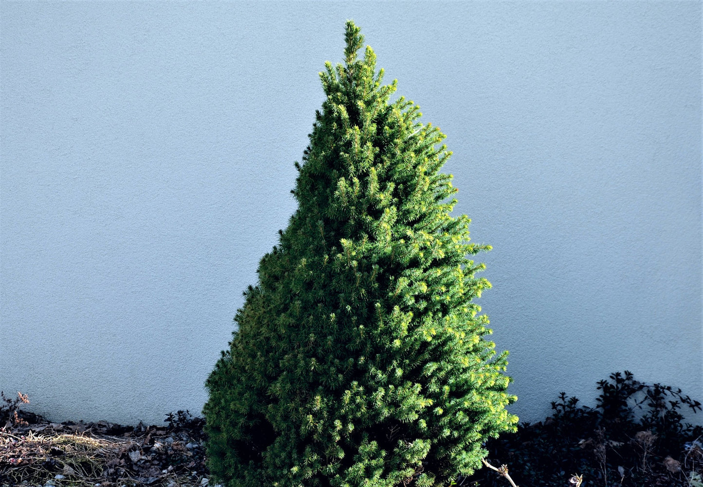 White Spruce