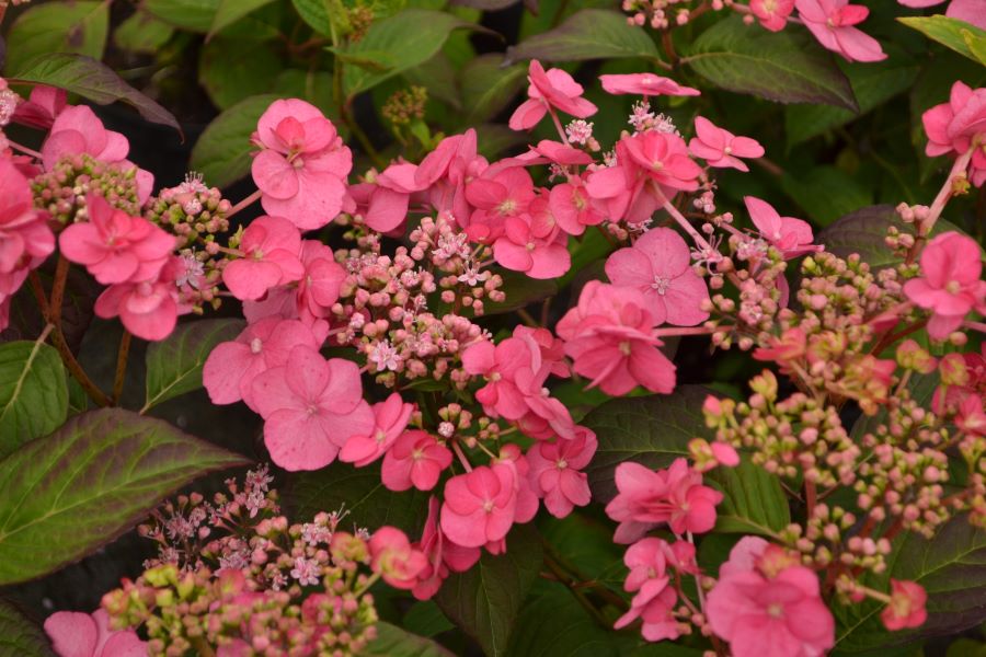 Pink Dynamo™ Mountain Hydrangea