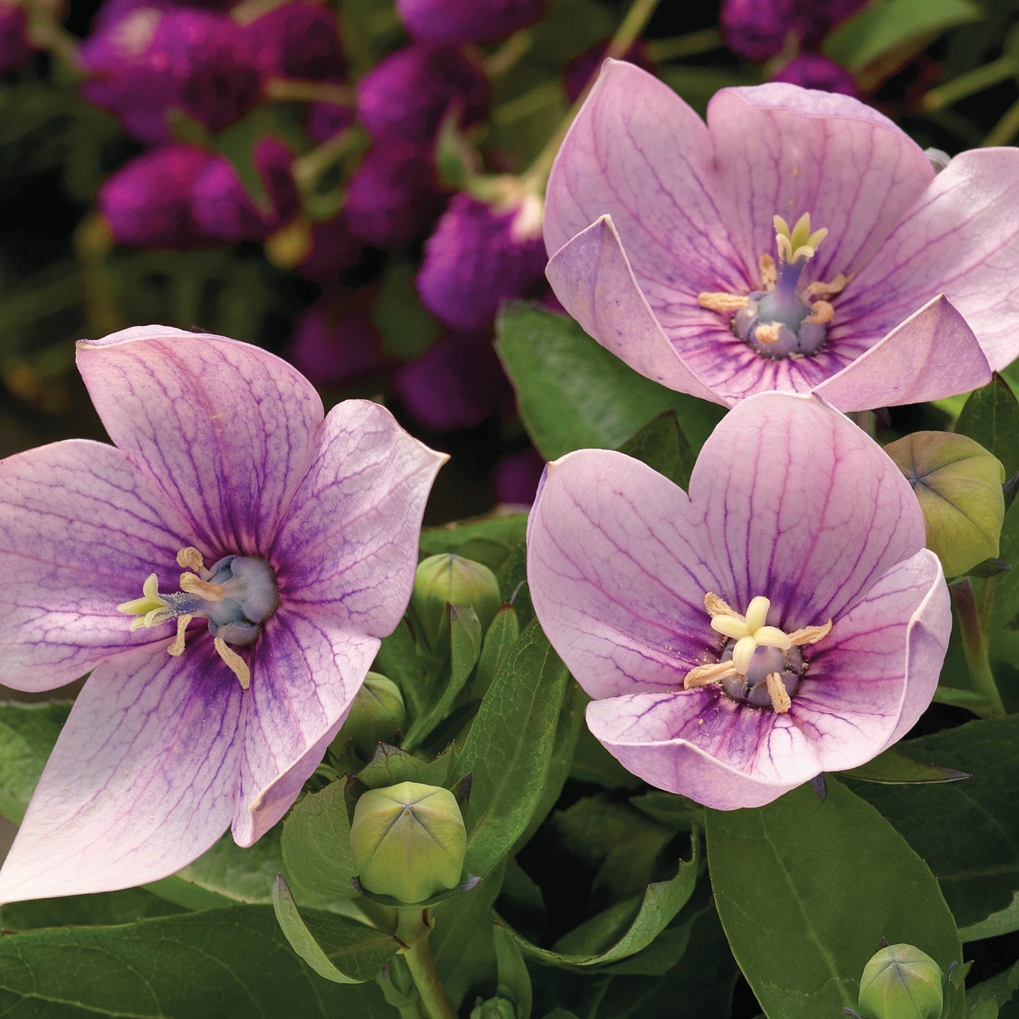 Astra Series Pink Balloon Flower