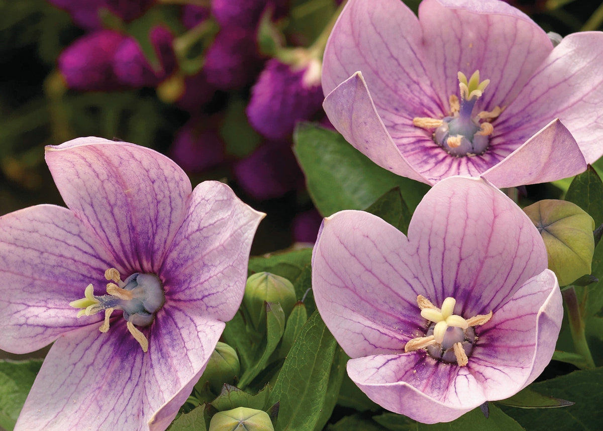 Astra Series Pink Balloon Flower