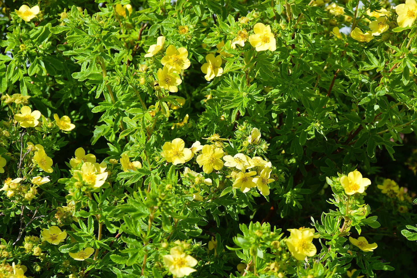 Mango Tango Potentilla