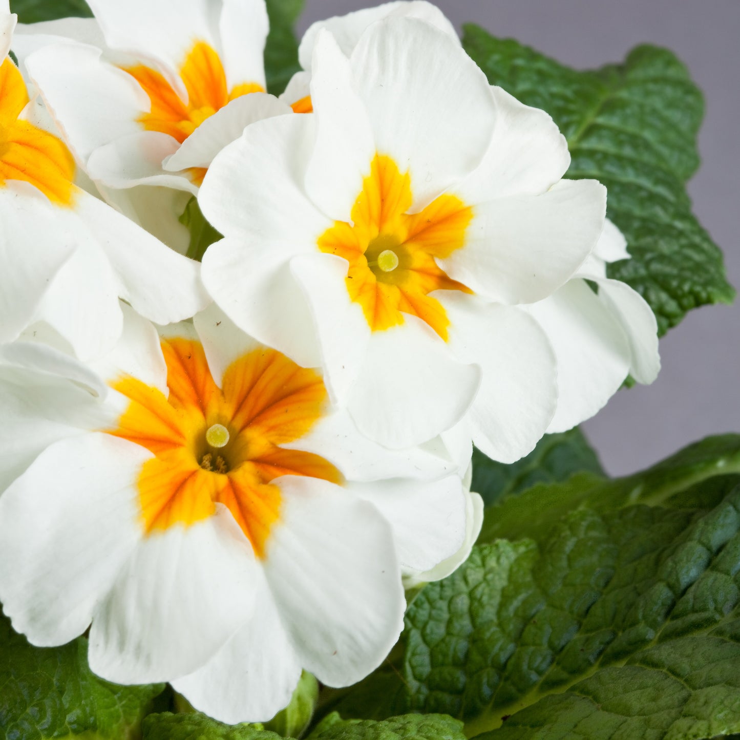 White Primrose