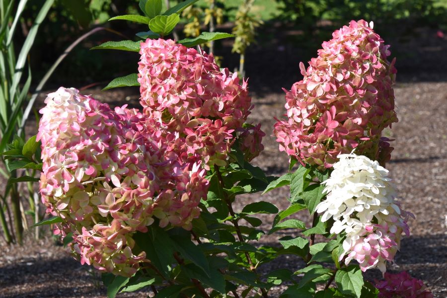 Quick Fire Fab™ Hydrangea