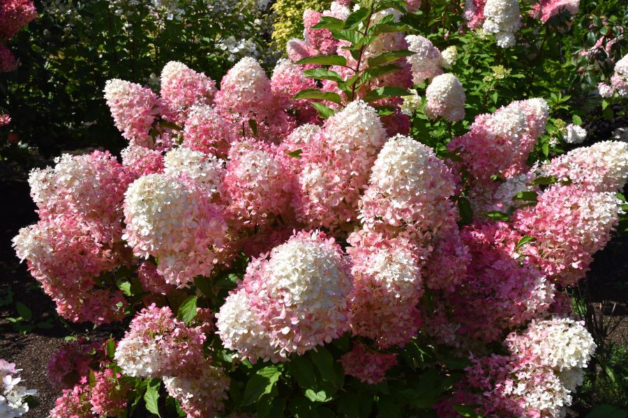 Quick Fire Fab™ Hydrangea