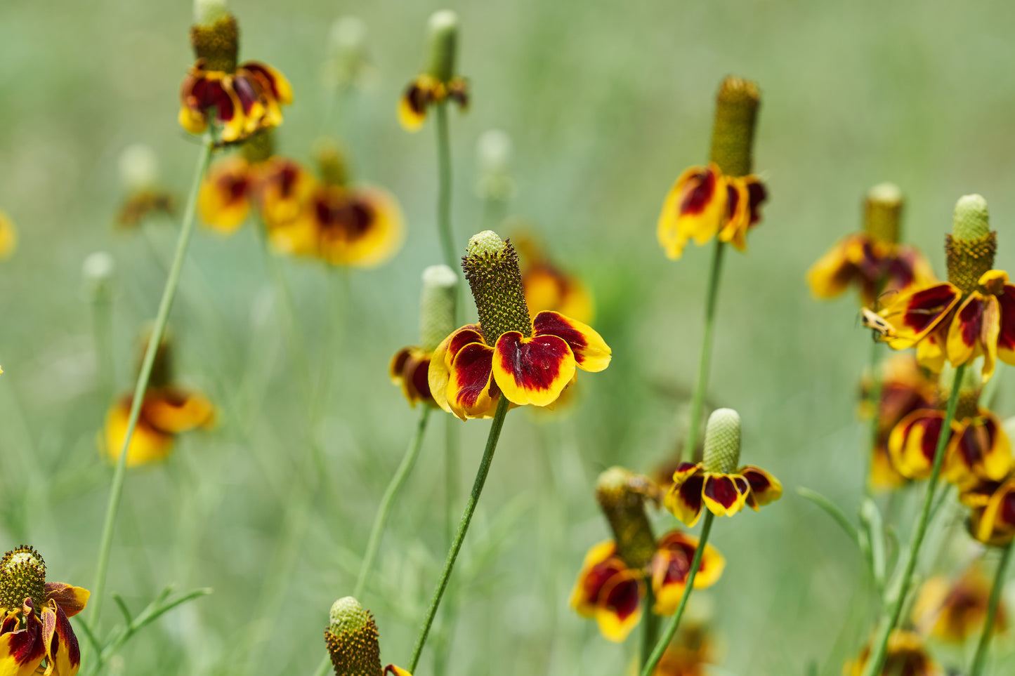 Prairie Coneflower