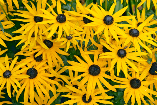 Viette's Little Suzy Black-eyed Susan